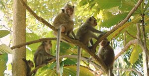 koh-chang-bungalow-monkeys