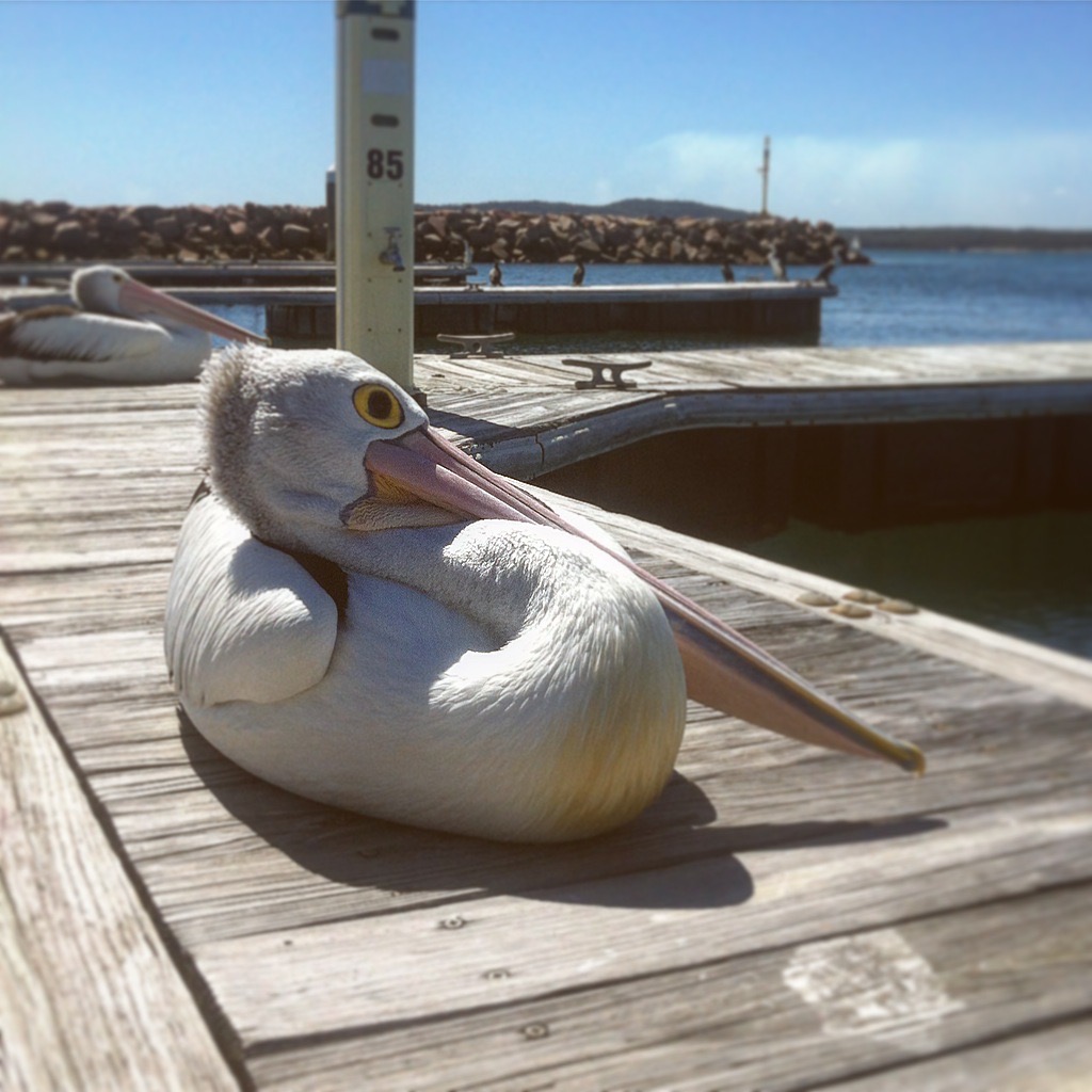 work-and-travel-australien-erfahrungen-pelikan